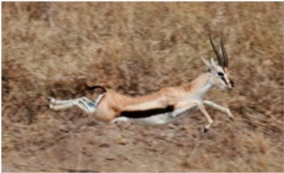 gazelle gazelle The 3 <u>Proven</u> PILLARS Of Attacking Stubborn Body Fat