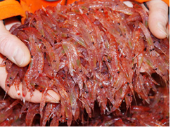 krill Summer Party Fat Loss Tricks (Part 3)