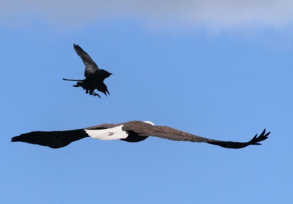 eagle and crow criticism eagle and crow criticism