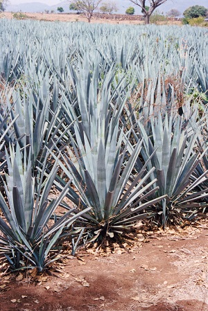 high fat storage agave plant high fat storage agave plant
