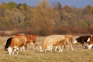 grass fed beef grass fed beef