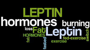 leptin 