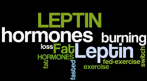 leptin leptin
