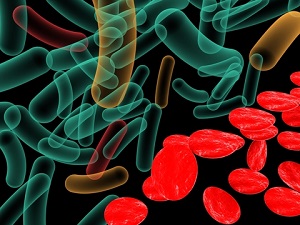 gut bacteria